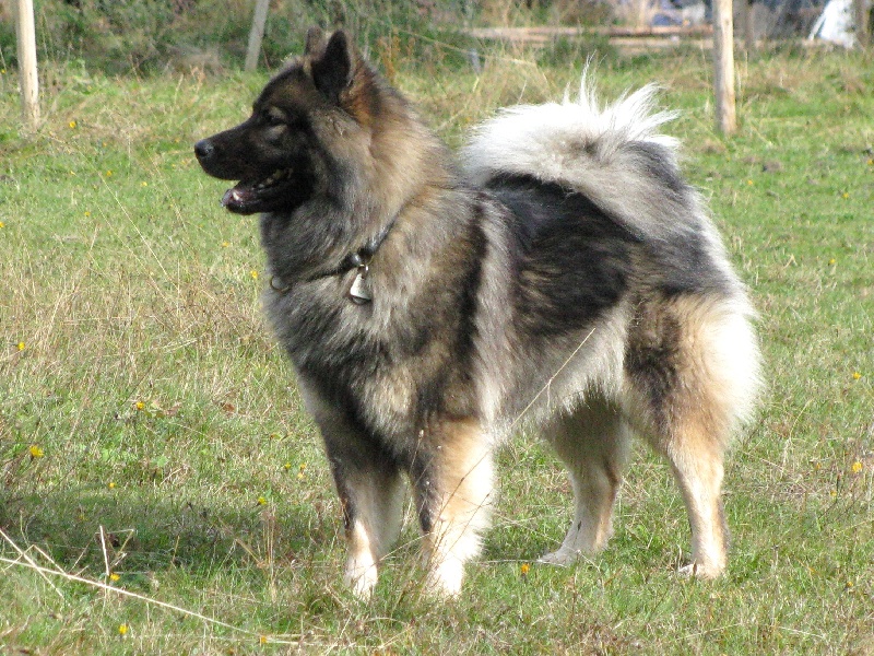 CH. Babalou baiko des Chevaloupsgreg