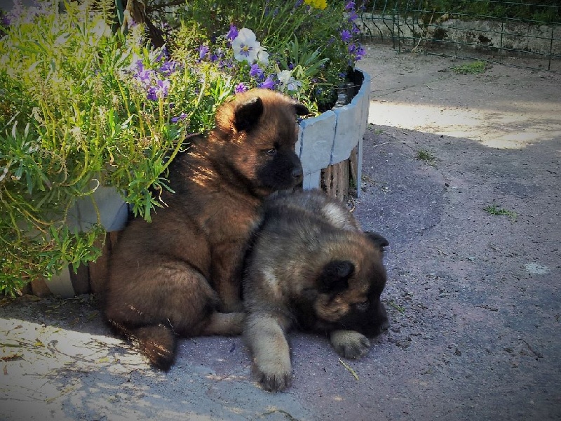 Chiots Gwinie à 6 semaines
