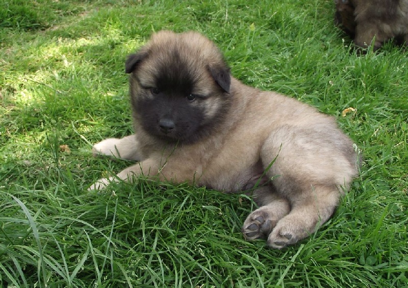 Chiots de Gwinie à 5 semaines