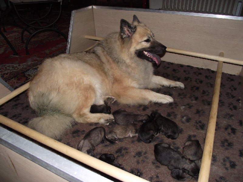 Du Soleil D'eurasie - Eurasier - Portée née le 25/04/2013