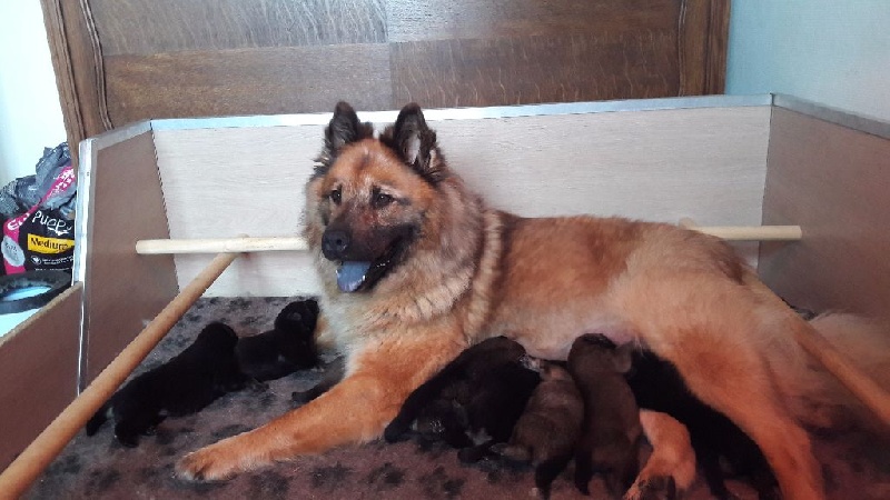 Du Soleil D'eurasie - Eurasier - Portée née le 25/06/2016